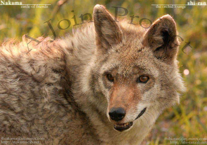 Three Wolves Mountain 1 at MangaFox.me